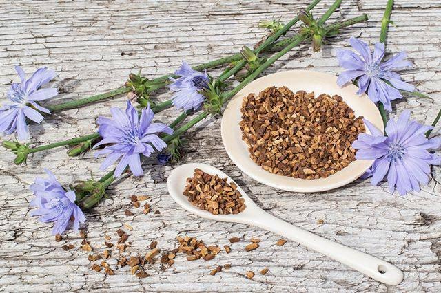 Benefícios da chicória